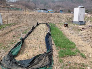 원술님의 기타작물 · 영농일지 작성글 사진