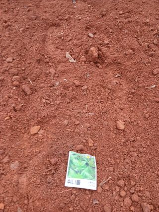 최영묵님의 기타작물 · 영농일지 작성글 사진