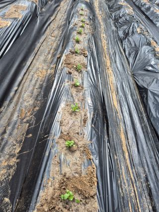 이경옥님의 기타작물 · 영농일지 작성글 사진