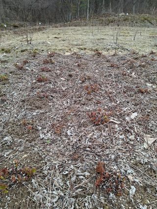 어명순님의 기타작물 · 영농일지 작성글 사진