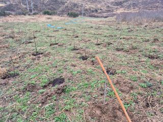 엉뚱님의 기타작물 · 영농일지 작성글 사진