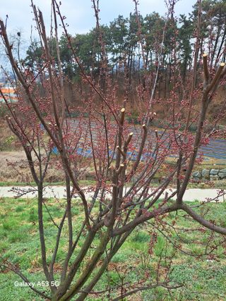 조연만님의 콩 · 영농일지 작성글 사진