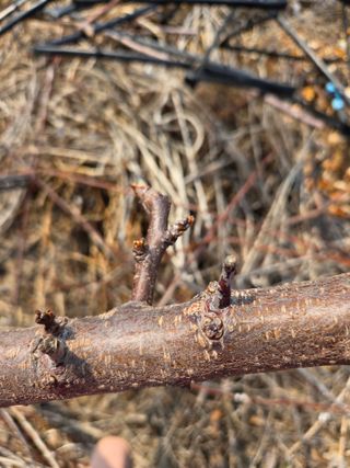 정민지호맘님의 기타작물 · 영농일지 작성글 사진