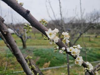 황종현님의 기타작물 · 영농일지 작성글 사진