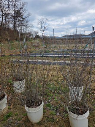 현모양처(양현모)님의 파 · 영농일지 작성글 사진