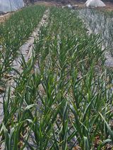 청산거사님의 작성글 사진