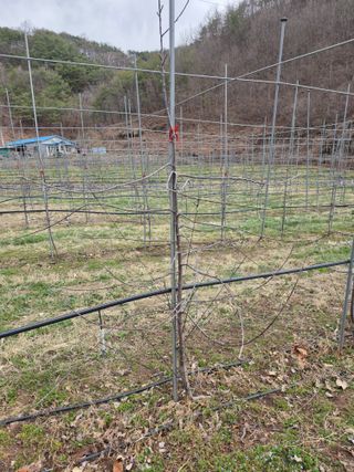 윤갱님의 사과 · 영농일지 작성글 사진