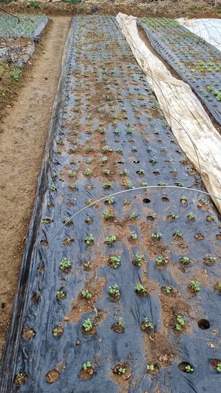 김지철님의 기타작물 · 영농일지 작성글 사진