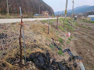 황종현님의 기타작물 · 영농일지 작성글 사진