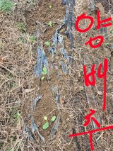 행복하게~님의 작성글 사진