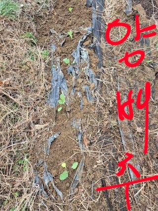 행복하게~님의 기타작물 · 영농일지 작성글 사진