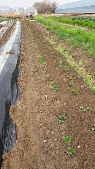 나물로61님의 기타작물 · 영농일지 작성글 사진