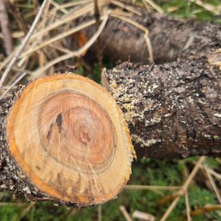 동동예행복농장님의 복숭아 · 영농일지 작성글 사진