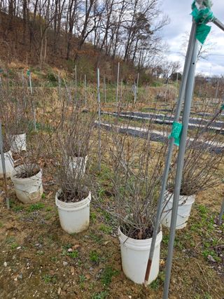 현모양처(양현모)님의 파 · 영농일지 작성글 사진