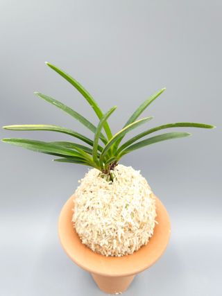 윤의용님의 기타작물 · 영농일지 작성글 사진