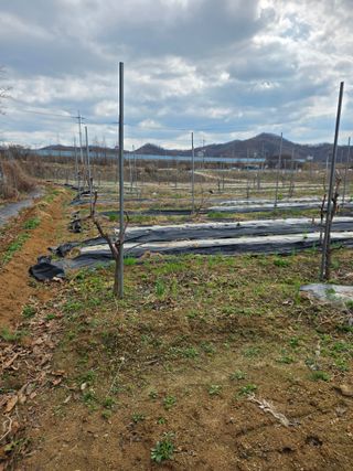 현모양처(양현모)님의 파 · 영농일지 작성글 사진