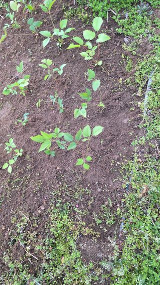 가야산아래촌농님의 기타작물 · 영농일지 작성글 사진