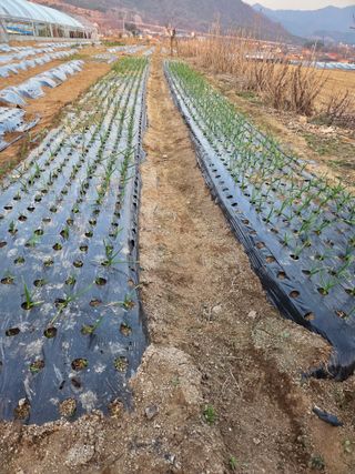 정민지호맘님의 기타작물 · 영농일지 작성글 사진