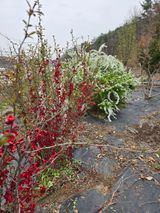 김영순님의 작성글 사진