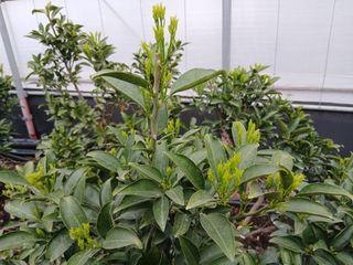 라이온3241님의 귤 · 영농일지 작성글 사진