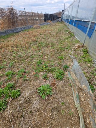 현모양처(양현모)님의 파 · 영농일지 작성글 사진