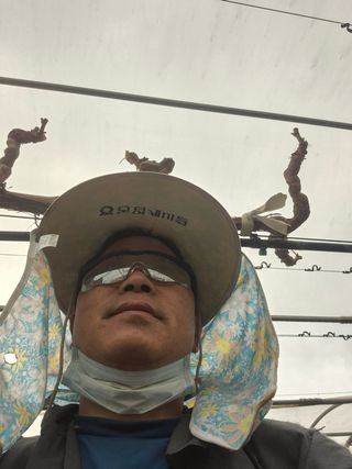 감자님의 포도 · 영농일지 작성글 사진