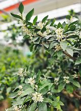 복희네농장(달콤향)님의 작성글 사진