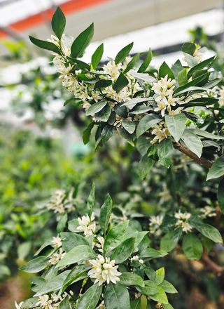 복희네농장(달콤향)님의 귤 · 영농일지 작성글 사진