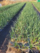 팜모닝 마늘·영농일지 게시글 이미지