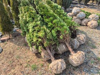 영천경마장조경수농원님의 기타작물 · 영농일지 작성글 사진