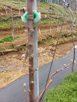 보공(김대호)님의 기타작물 · 영농일지 작성글 사진