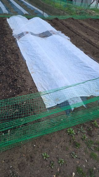 가야산아래촌농님의 기타작물 · 영농일지 작성글 사진