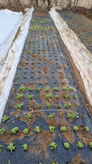 김지철님의 기타작물 · 영농일지 작성글 사진