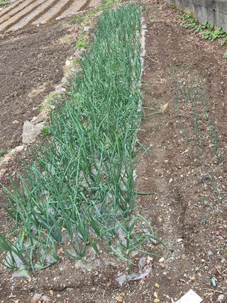 변용운님의 양파 · 영농일지 작성글 사진