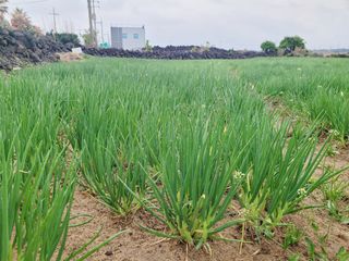 한경훈님의 파 · 영농일지 작성글 사진