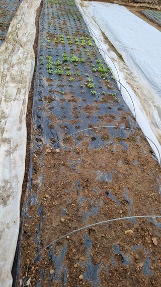 김지철님의 기타작물 · 영농일지 작성글 사진