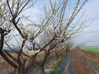 상촌임산445님의 기타작물 · 영농일지 작성글 사진