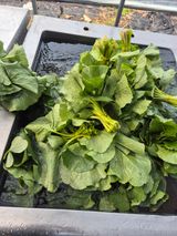 병풍취산채농원님의 작성글 사진