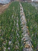 청산거사님의 작성글 사진