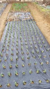 팜모닝 기타작물·영농일지 게시글 이미지