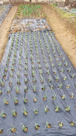 김지철님의 기타작물 · 영농일지 작성글 사진