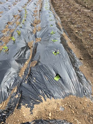 김유숙님의 기타작물 · 영농일지 작성글 사진