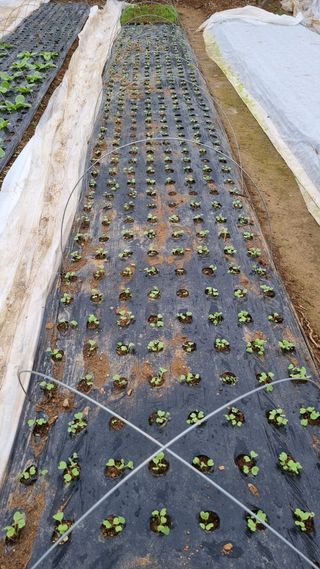 김지철님의 기타작물 · 영농일지 작성글 사진