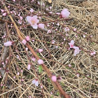 동동예행복농장님의 복숭아 · 영농일지 작성글 사진