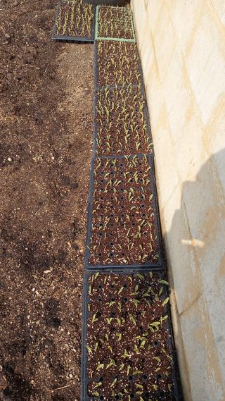 김근수회원님의 옥수수 · 영농일지 작성글 사진