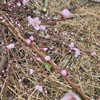 동동예행복농장님의 복숭아 · 영농일지 작성글 사진