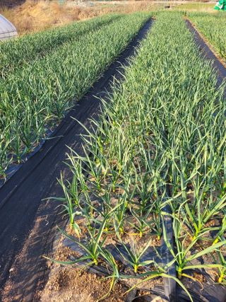 쓰리미님의 마늘 · 영농일지 작성글 사진