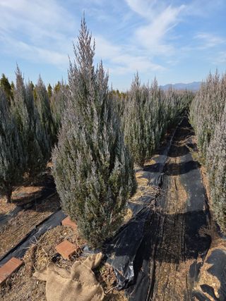 영천경마장조경수농원님의 기타작물 · 영농일지 작성글 사진