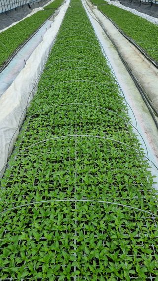 박미연님의 고추 · 영농일지 작성글 사진