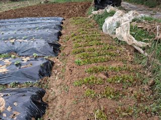 그린아빠님의 고추 · 영농일지 작성글 사진